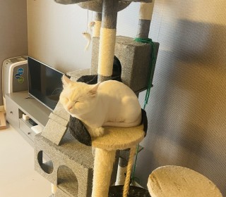기타 무료분양