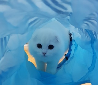 스코티쉬 폴드 무료분양