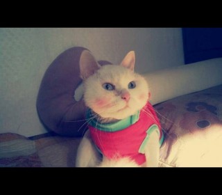 터키쉬앙고라 무료분양