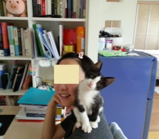 한국 고양이 무료분양