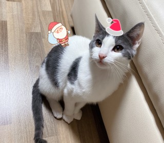 한국 고양이 무료분양
