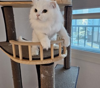 스코티쉬 폴드 무료분양