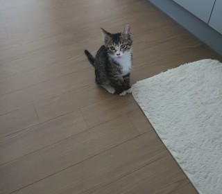 한국 고양이 무료분양