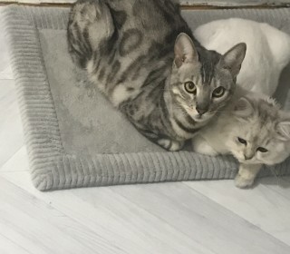  무료분양