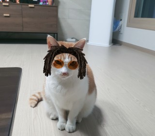 한국 고양이 무료분양