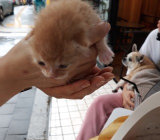 아메리칸 숏헤어 무료분양