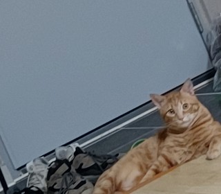 아메리칸 숏헤어 무료분양