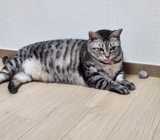 아메리칸 숏헤어 무료분양