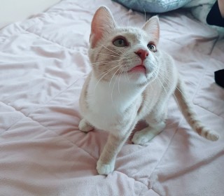 기타 무료분양