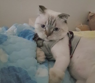 스코티쉬 폴드 무료분양