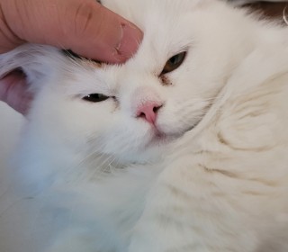 기타 무료분양