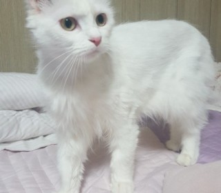 터키쉬앙고라 무료분양