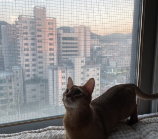 아비시니안 무료분양