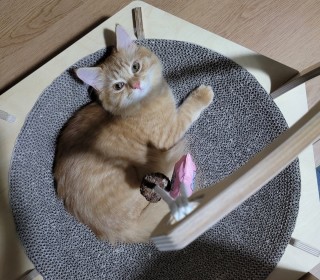 노르웨이숲 무료분양