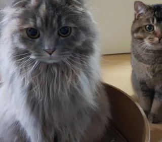 스코티쉬 폴드 무료분양