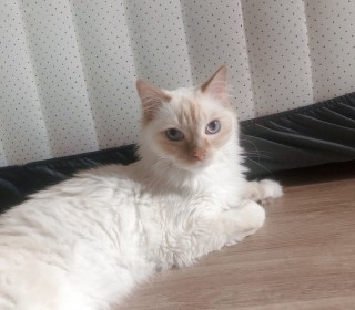 기타 무료분양