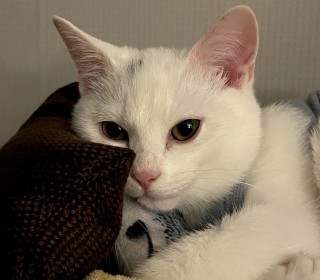 브리티쉬숏 무료분양