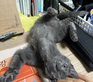 러시안 블루 무료분양