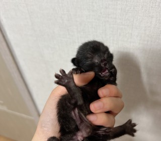 한국 고양이 무료분양