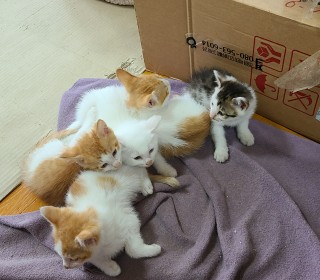 한국 고양이 무료분양