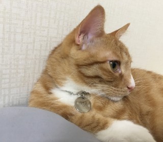 한국 고양이 무료분양