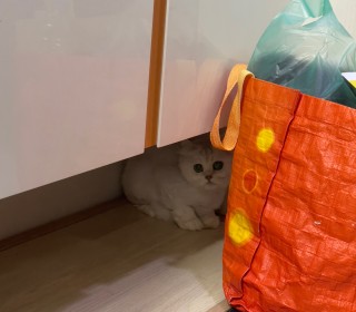 페르시안 무료분양