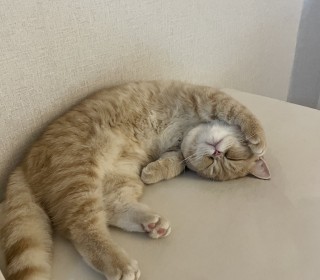 브리티쉬숏 무료분양