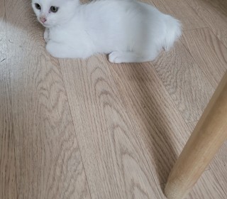 한국 고양이 무료분양