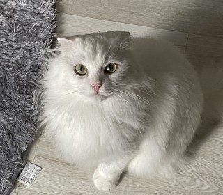 스코티쉬 폴드 무료분양