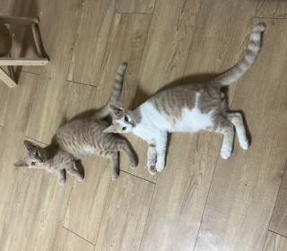 한국 고양이 무료분양