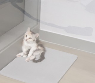 브리티쉬숏 무료분양
