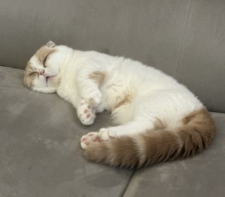 기타 무료분양