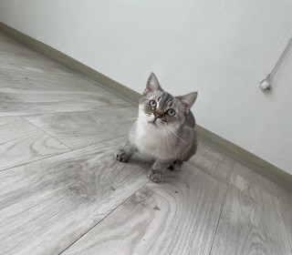 아메리칸 숏헤어 무료분양