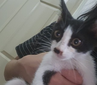 한국 고양이 무료분양