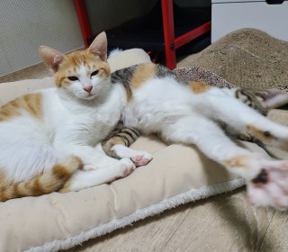 한국 고양이 무료분양