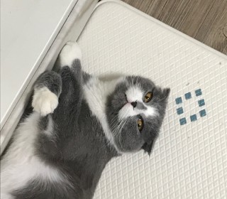 스코티쉬 폴드 무료분양
