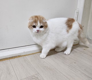 스코티쉬 폴드 무료분양