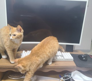 한국 고양이 무료분양