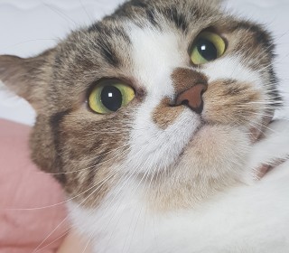 기타 무료분양