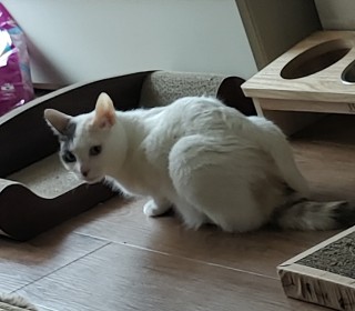 한국 고양이 무료분양