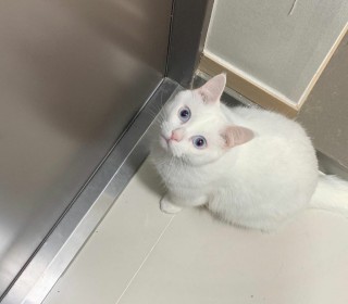 기타 무료분양