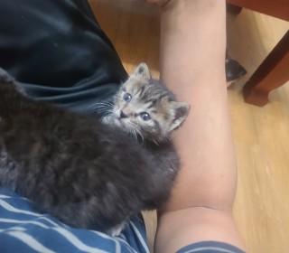 한국 고양이 무료분양