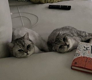 스코티쉬 폴드 무료분양