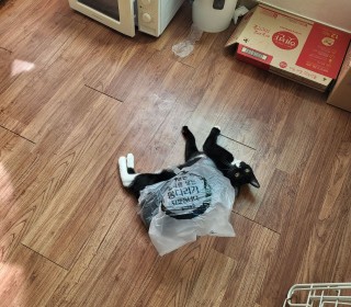 기타 무료분양