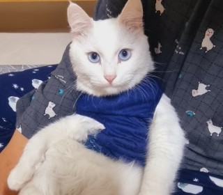 기타 무료분양