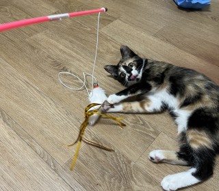 한국 고양이 무료분양