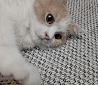 브리티쉬숏 무료분양