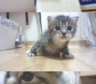 페르시안 무료분양