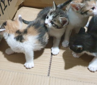 한국 고양이 무료분양