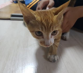 한국 고양이 무료분양